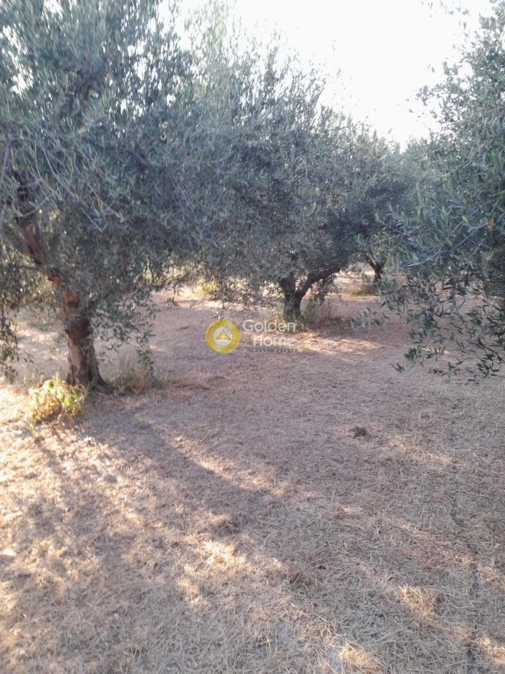 Οικόπεδο στην Σταυράκια, Τετραχώρι — Φωτογραφία 2 από 7