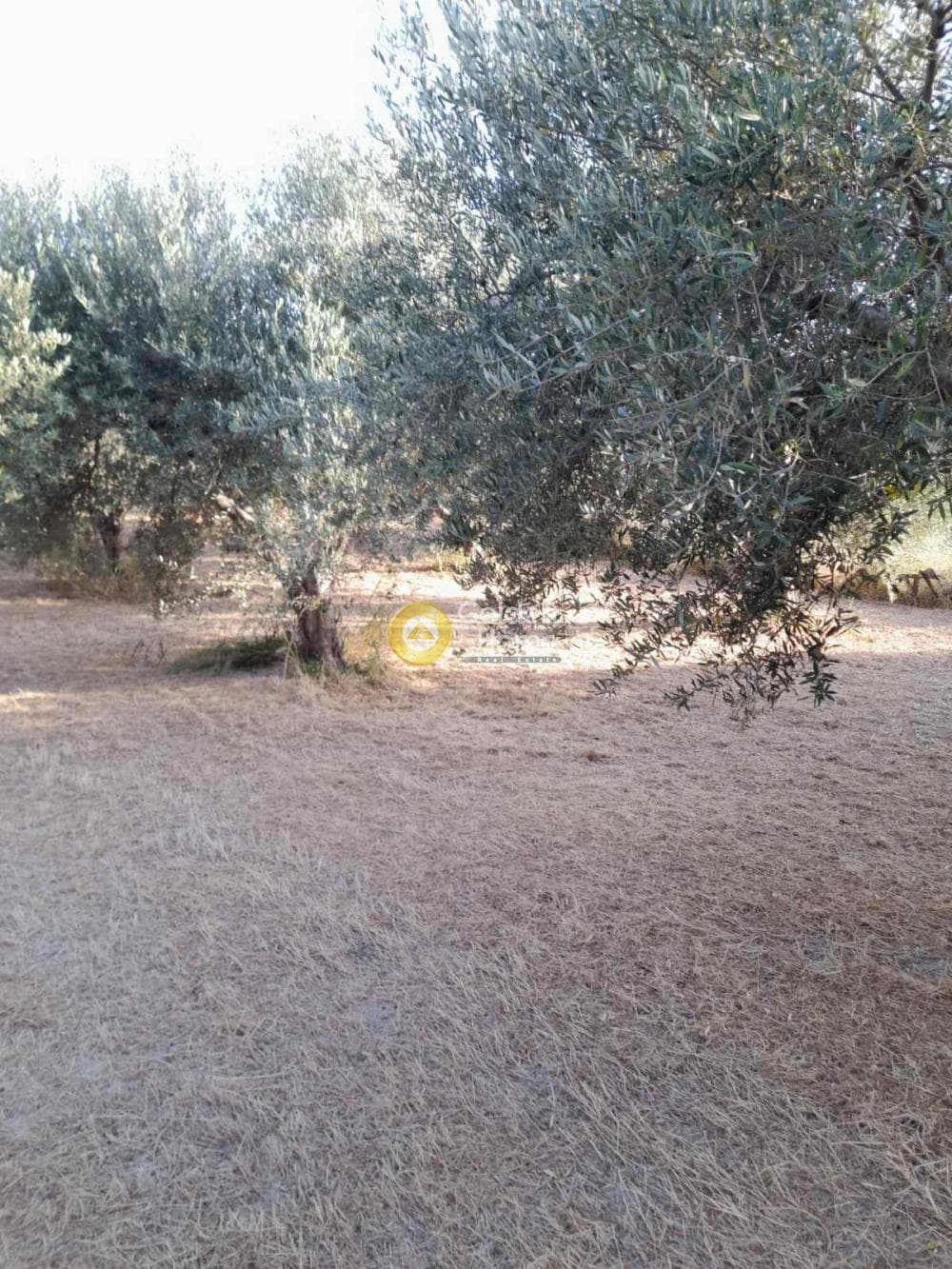 Οικόπεδο στην Σταυράκια, Τετραχώρι — Φωτογραφία 7 από 7