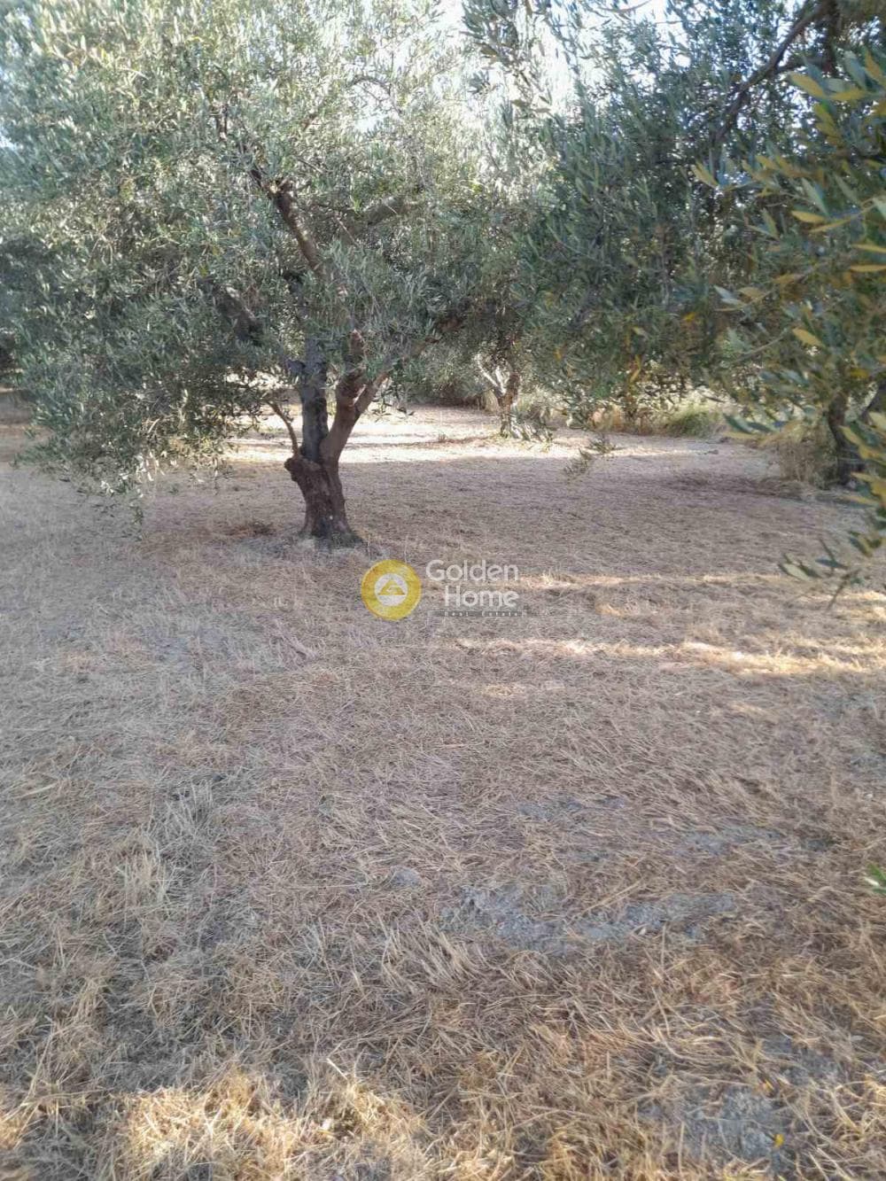 Οικόπεδο στην Σταυράκια, Τετραχώρι — Φωτογραφία 5 από 6