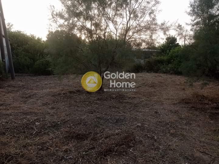 Parcel in Vromopousi, Salamina — Photo 10 of 10