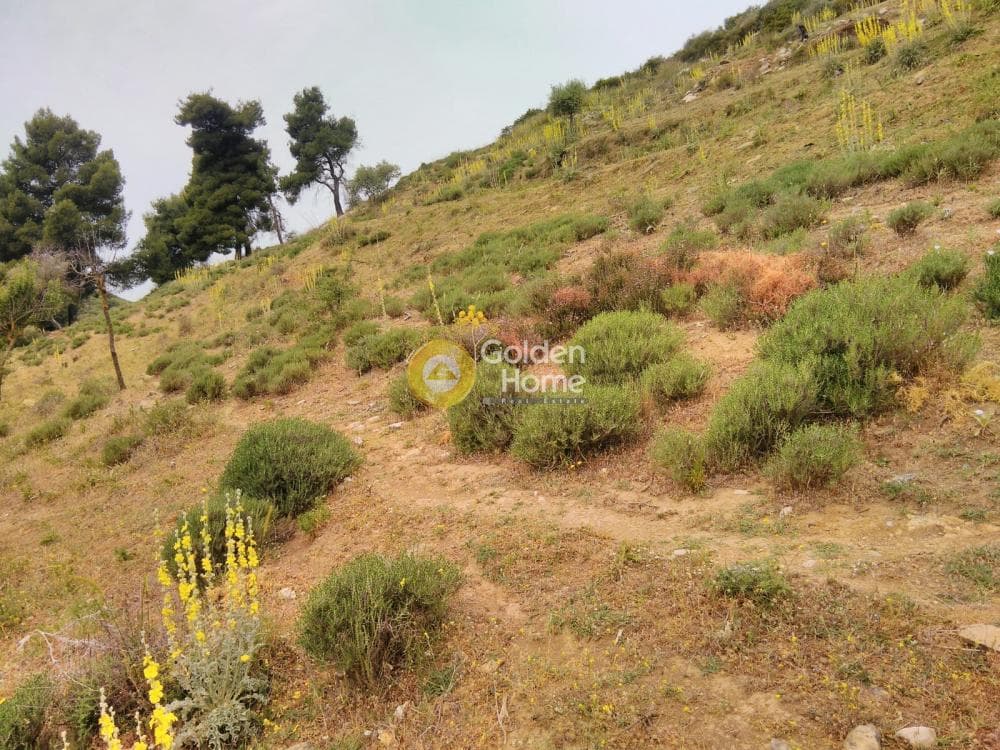 Αγροτεμάχιο στην Γραμματικό - Κέντρο, Γραμματικό — Φωτογραφία 6 από 10