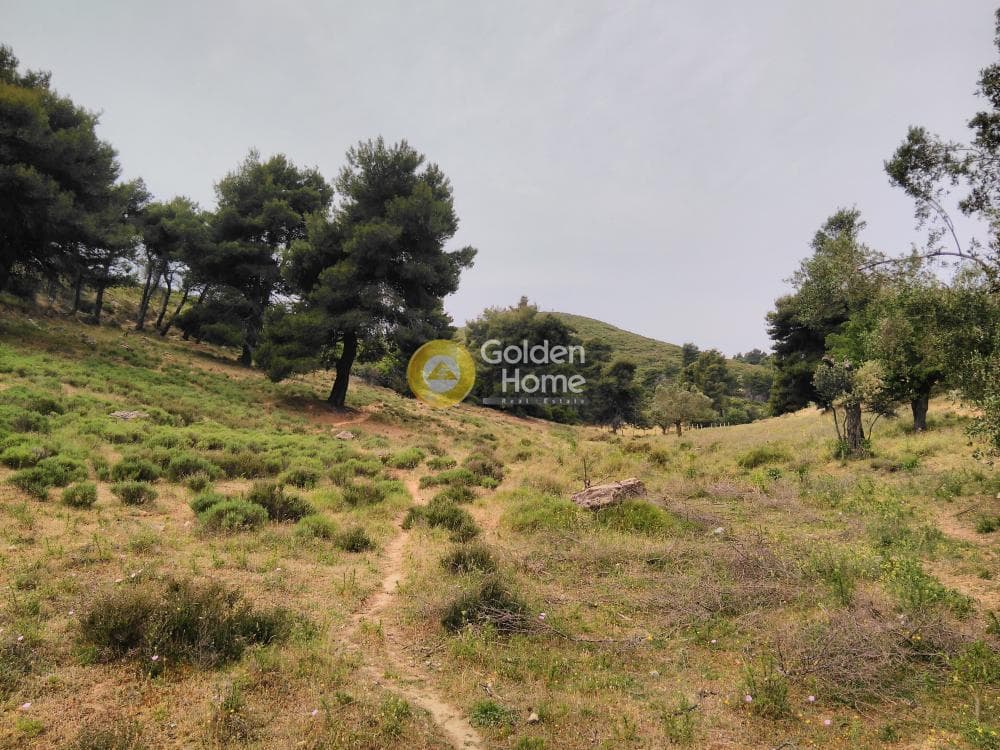 Αγροτεμάχιο στην Γραμματικό - Κέντρο, Γραμματικό — Φωτογραφία 8 από 10