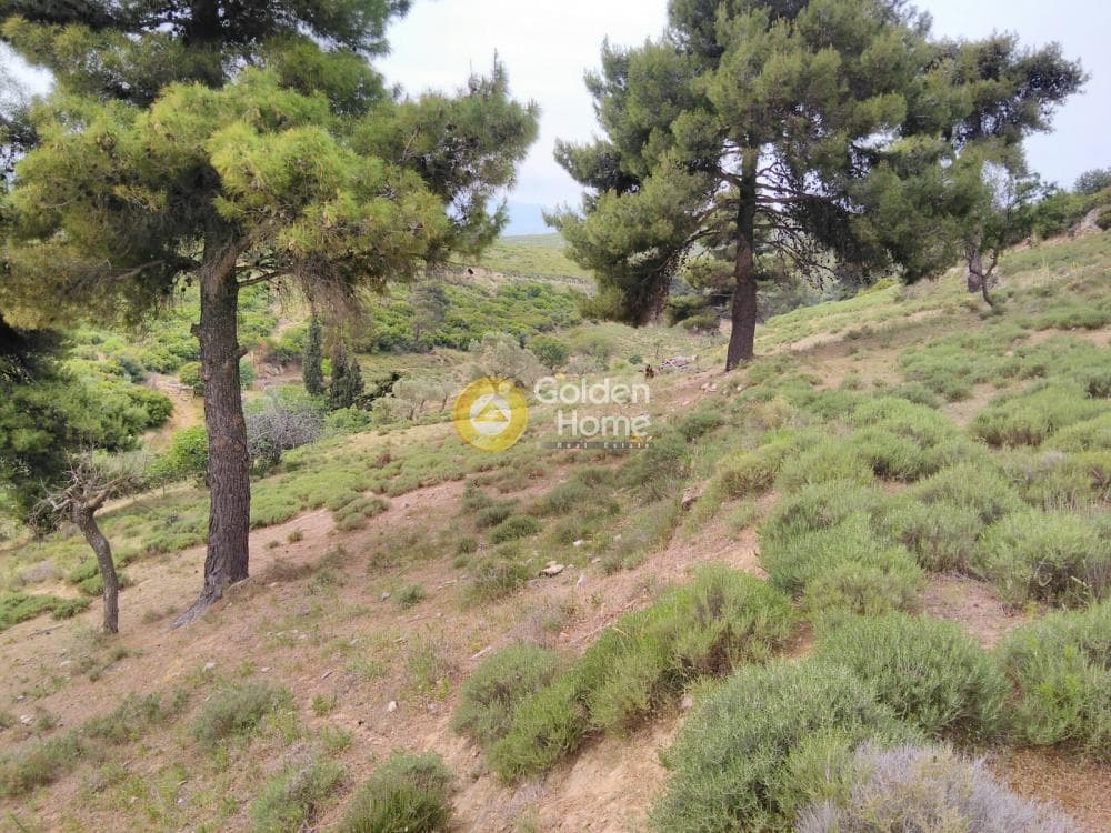 Αγροτεμάχιο στην Γραμματικό - Κέντρο, Γραμματικό — Φωτογραφία 1 από 10