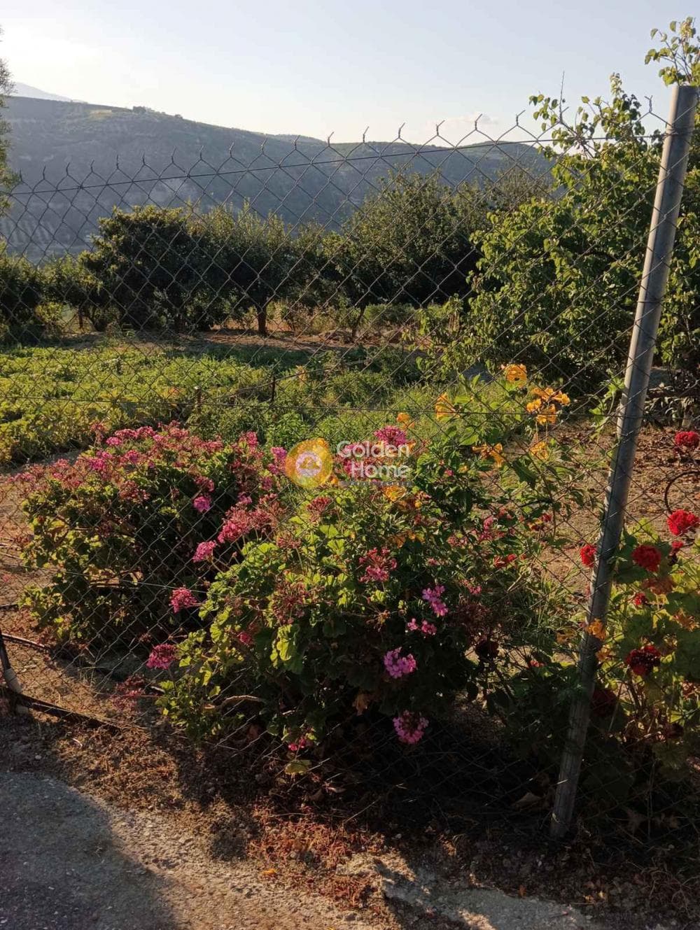Οικόπεδο στην Δαφνές, Τετραχώρι — Φωτογραφία 4 από 9