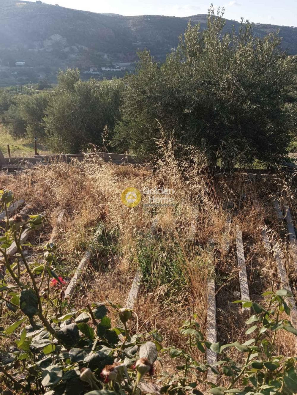 Οικόπεδο στην Δαφνές, Τετραχώρι — Φωτογραφία 6 από 9