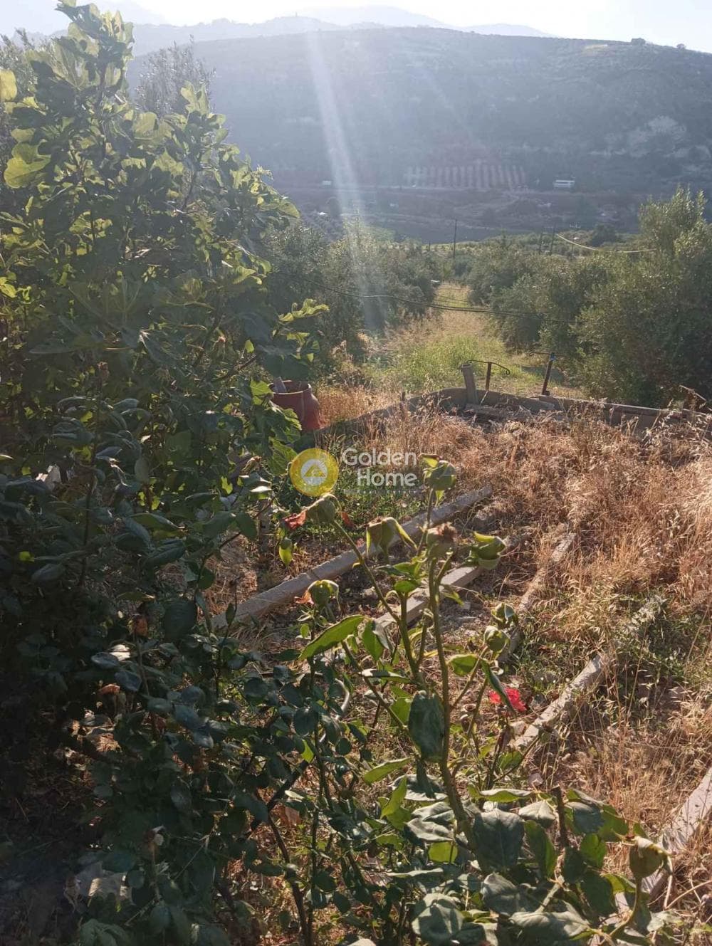Οικόπεδο στην Δαφνές, Τετραχώρι — Φωτογραφία 7 από 9