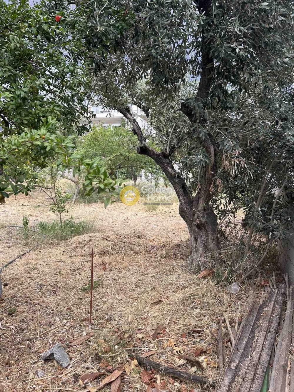 Building Plot in Megala Sxoinia A, Acharnes — Photo 2 of 4