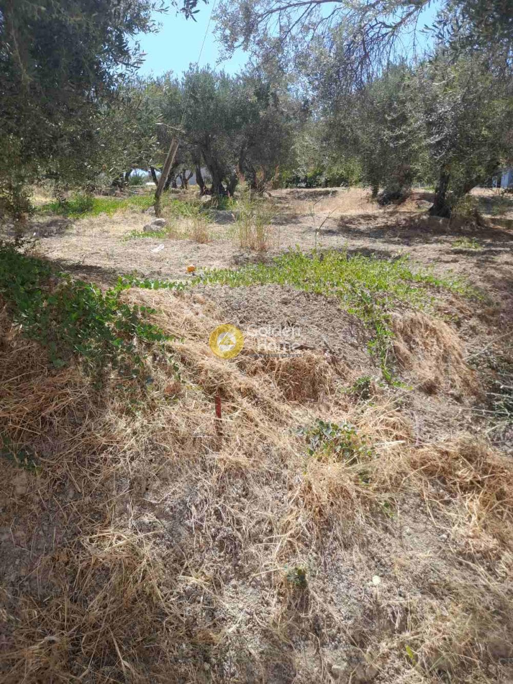 Οικόπεδο στην Πατσίδες, Αρχάνες — Φωτογραφία 4 από 5