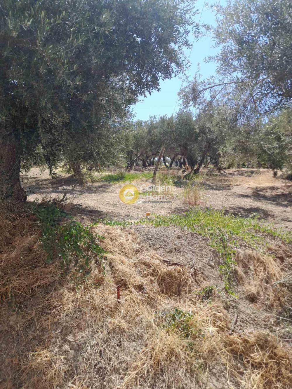 Οικόπεδο στην Πατσίδες, Αρχάνες — Φωτογραφία 1 από 5