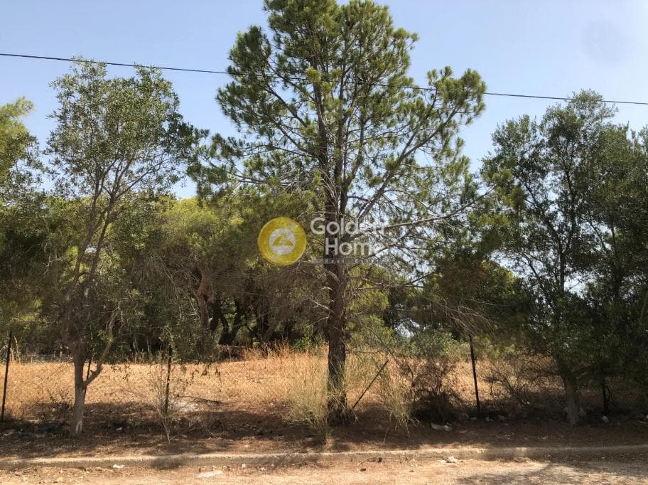 Building Plot in Chamolia, Vravrona — Photo 5 of 6