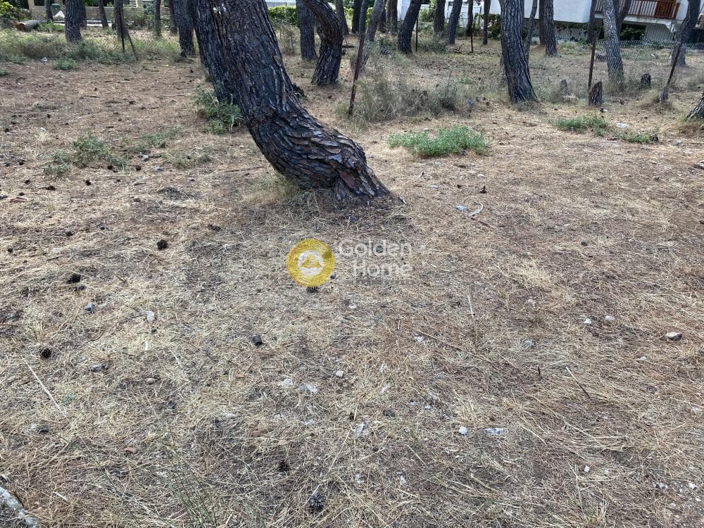 Building Plot in Fasideri, Anoixi — Photo 3 of 5