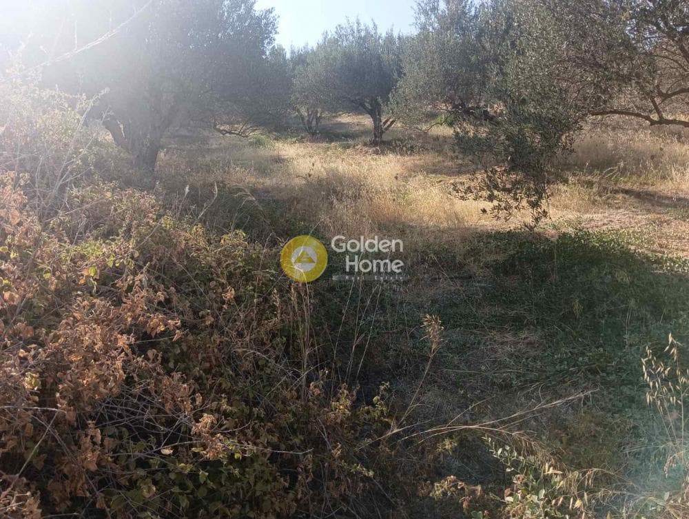 Οικόπεδο στην Βασιλείες, Αρχάνες