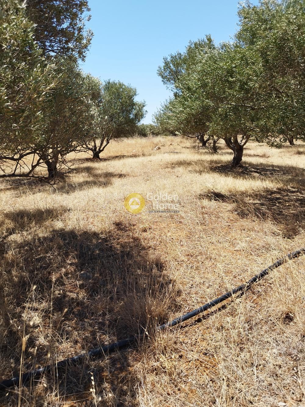 Parcel in Roussochoria, Arkalochori — Photo 1 of 3