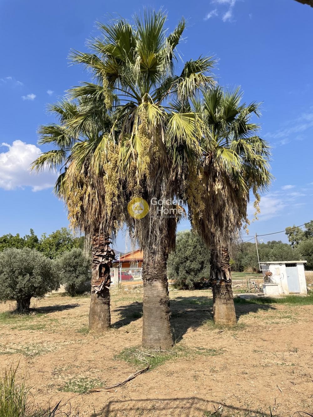 Μονοκατοικία στην Ζούμπερι, Νέα Μάκρη — Φωτογραφία 13 από 34