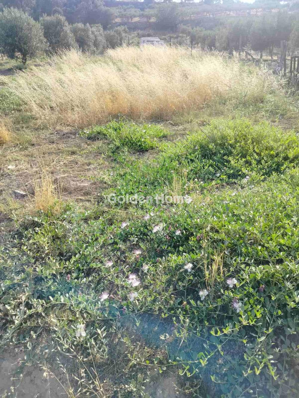 Parcel in Kollivas, Gazi — Photo 1 of 3