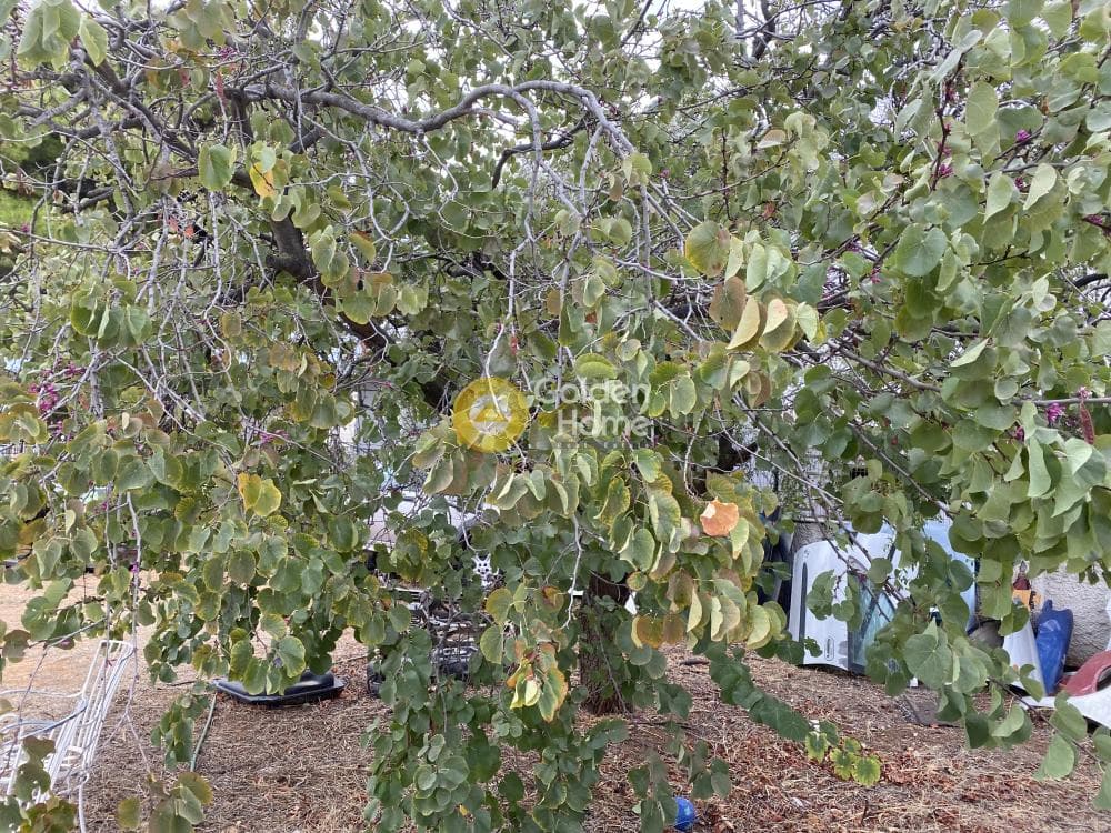 Οικόπεδο στην Άγιος Σεραφείμ, Αρτέμιδα (Λούτσα) — Φωτογραφία 11 από 12