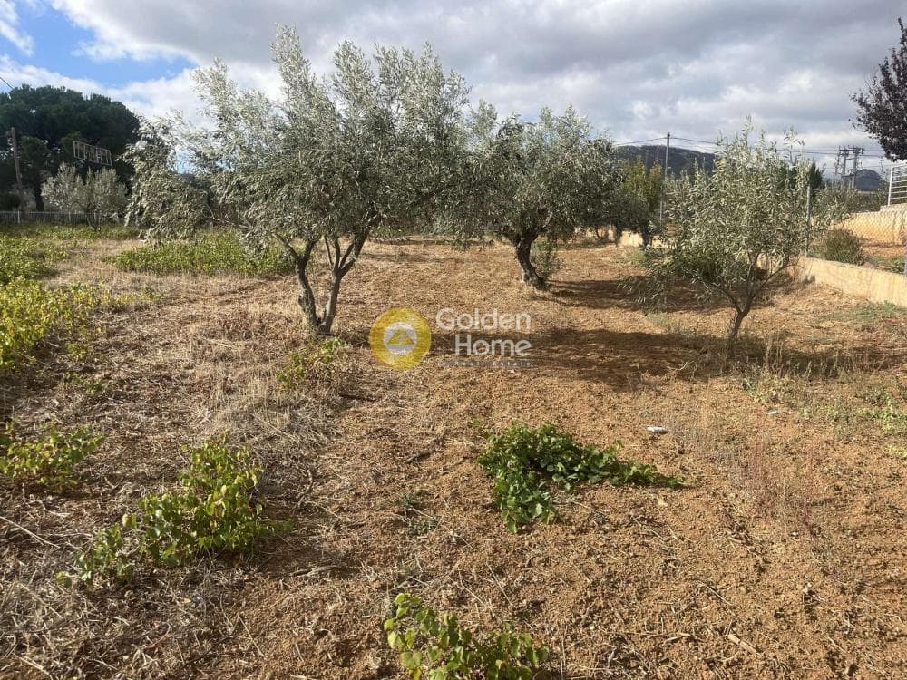 Building Plot in Stathmos Afidnon, Afidnes — Photo 5 of 25