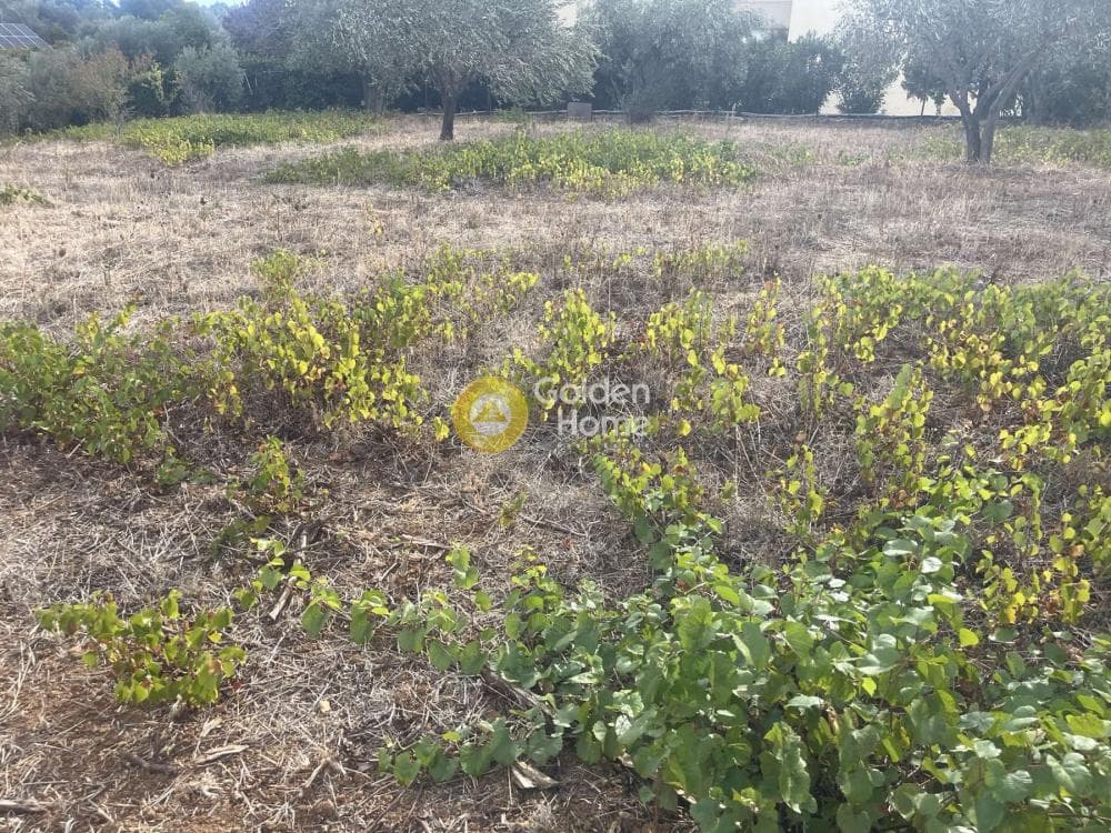 Building Plot in Stathmos Afidnon, Afidnes — Photo 7 of 25