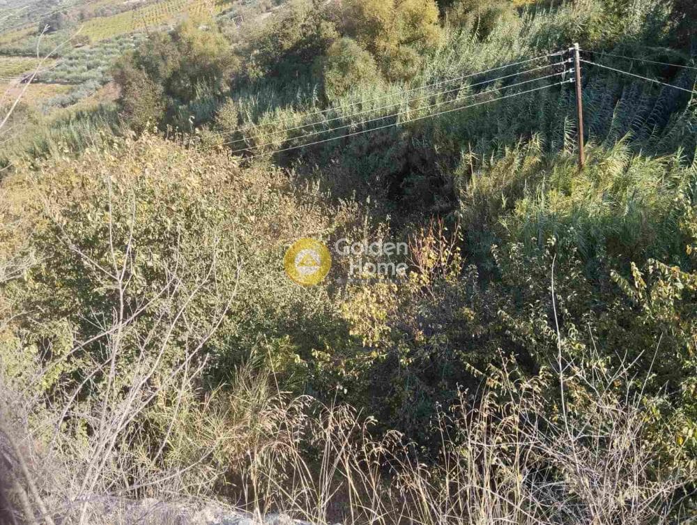 Αγροτεμάχιο στην Δαφνές, Τετραχώρι — Φωτογραφία 3 από 7
