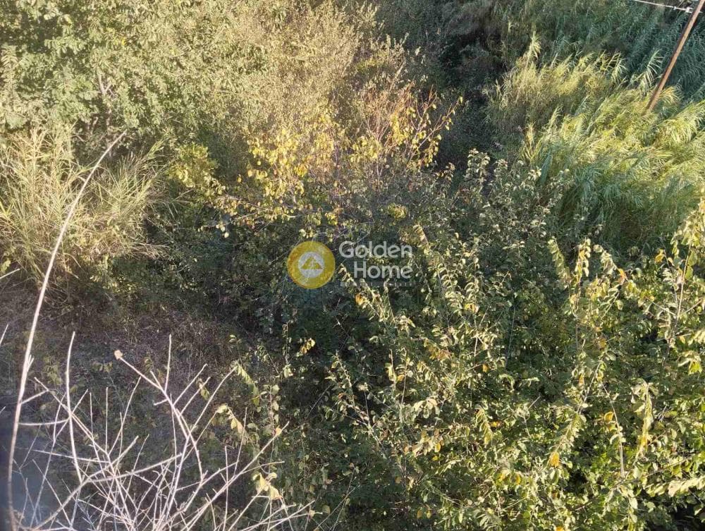 Αγροτεμάχιο στην Δαφνές, Τετραχώρι — Φωτογραφία 4 από 7