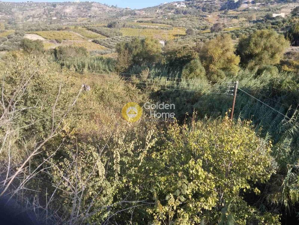 Αγροτεμάχιο στην Δαφνές, Τετραχώρι — Φωτογραφία 5 από 7
