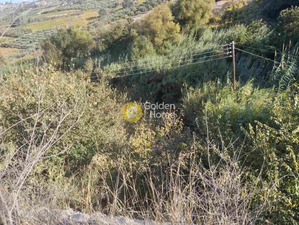Αγροτεμάχιο στην Δαφνές, Τετραχώρι — Φωτογραφία 6 από 7