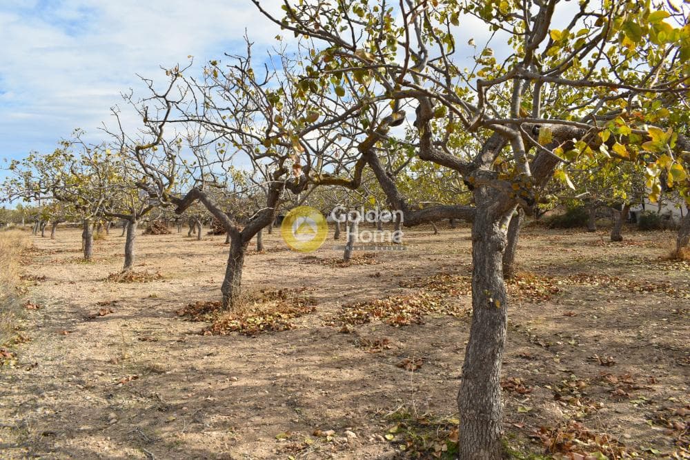 Building Plot in Kipseli, Aegina — Photo 3 of 6