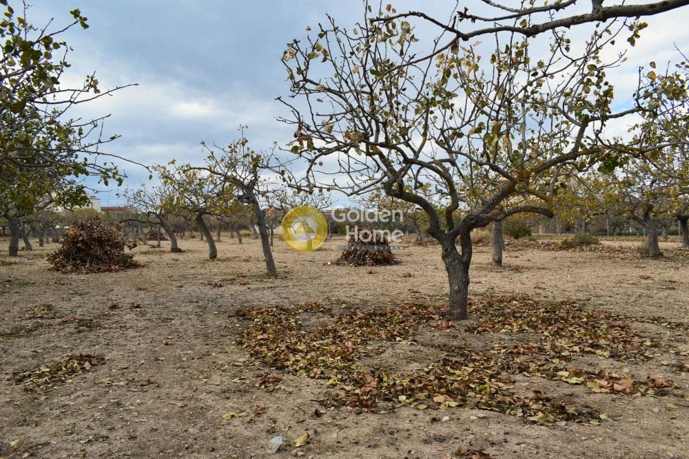 Building Plot in Kipseli, Aegina — Photo 4 of 6