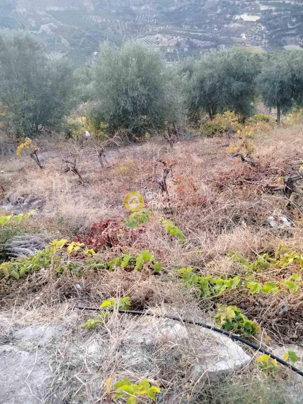 Οικόπεδο στην Κάτω Καλέσια, Τέμενος — Φωτογραφία 3 από 8
