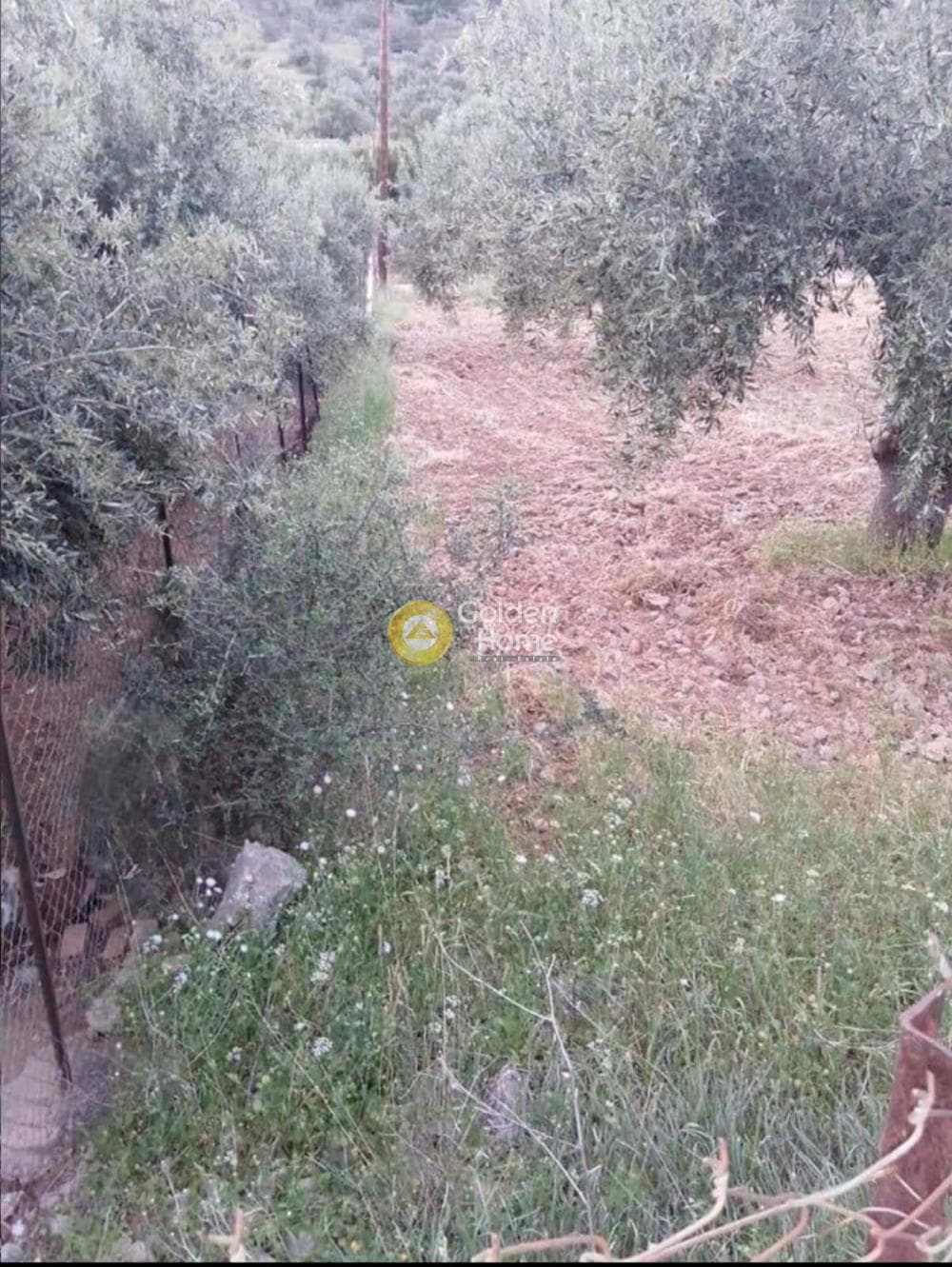 Parcel in Amani, Chios — Photo 3 of 4