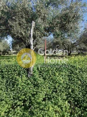 Parcel in Elia, Episkopi — Photo 1 of 5