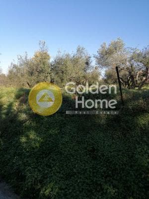 Parcel in Elia, Episkopi — Photo 4 of 5