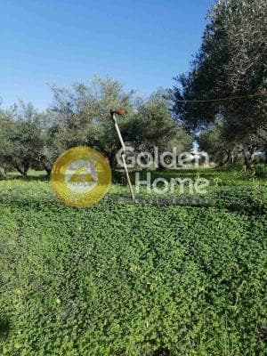 Parcel in Elia, Episkopi — Photo 5 of 5