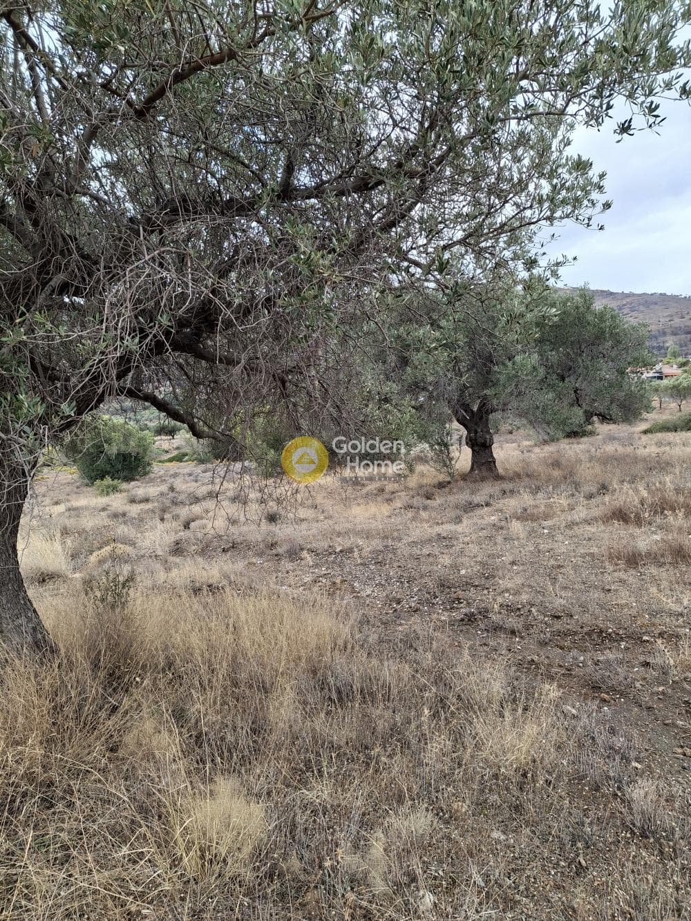 Αγροτεμάχιο στην Άγιος Γεώργιος Θορικού, Λαύριο — Φωτογραφία 2 από 2
