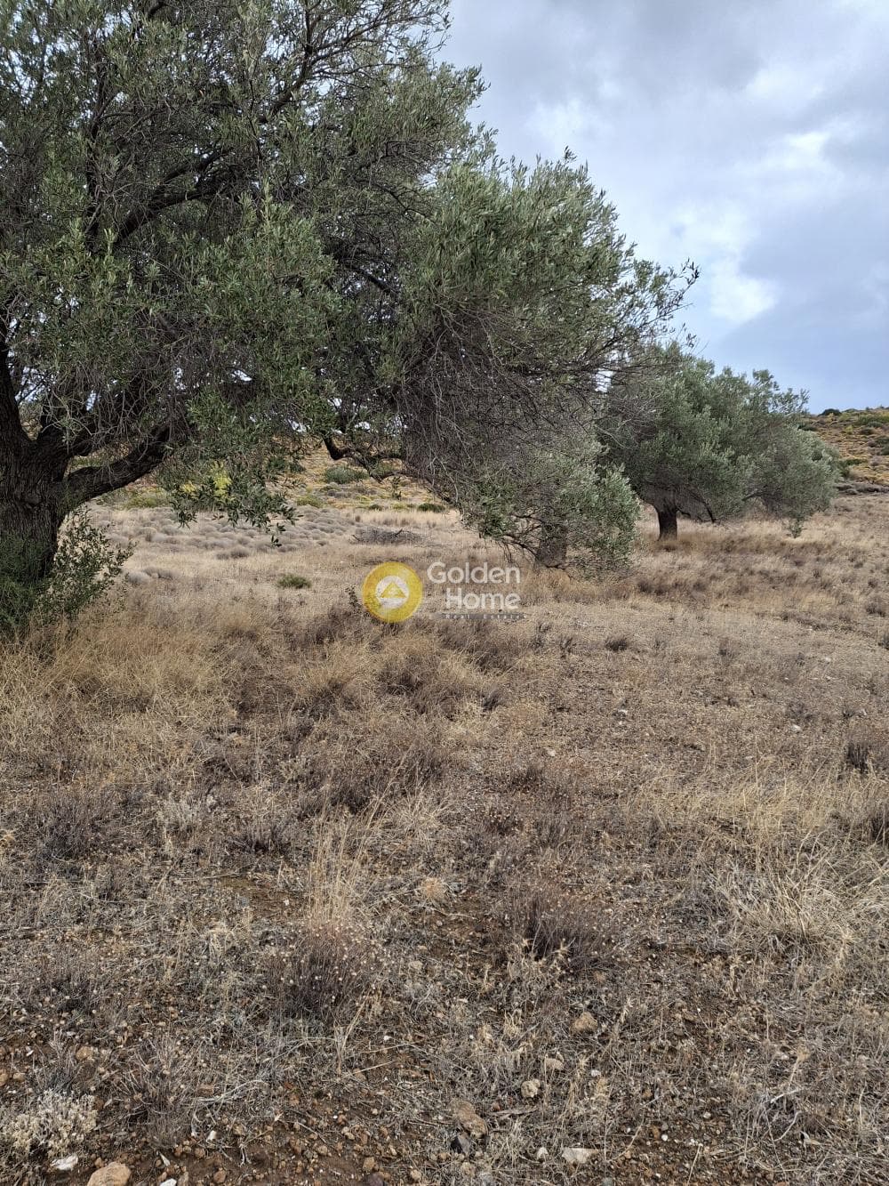 Αγροτεμάχιο στην Παλιοκαμάριζα, Λαύριο — Φωτογραφία 2 από 2