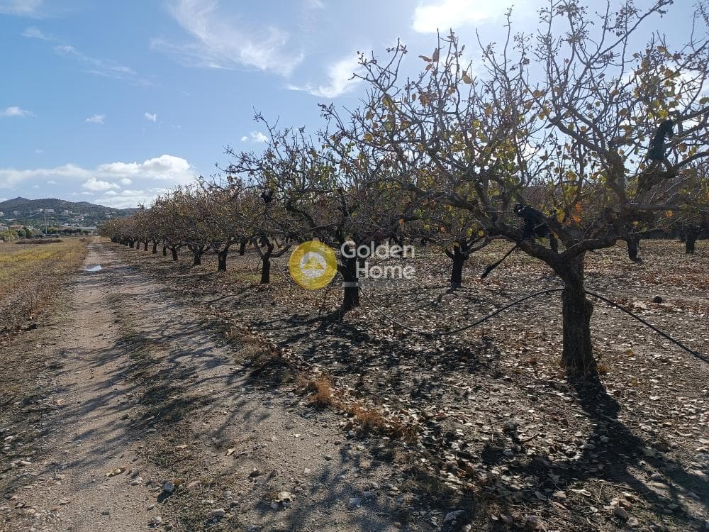 Οικόπεδο στην Ανάβυσσος Κέντρο, Ανάβυσσος — Φωτογραφία 1 από 6