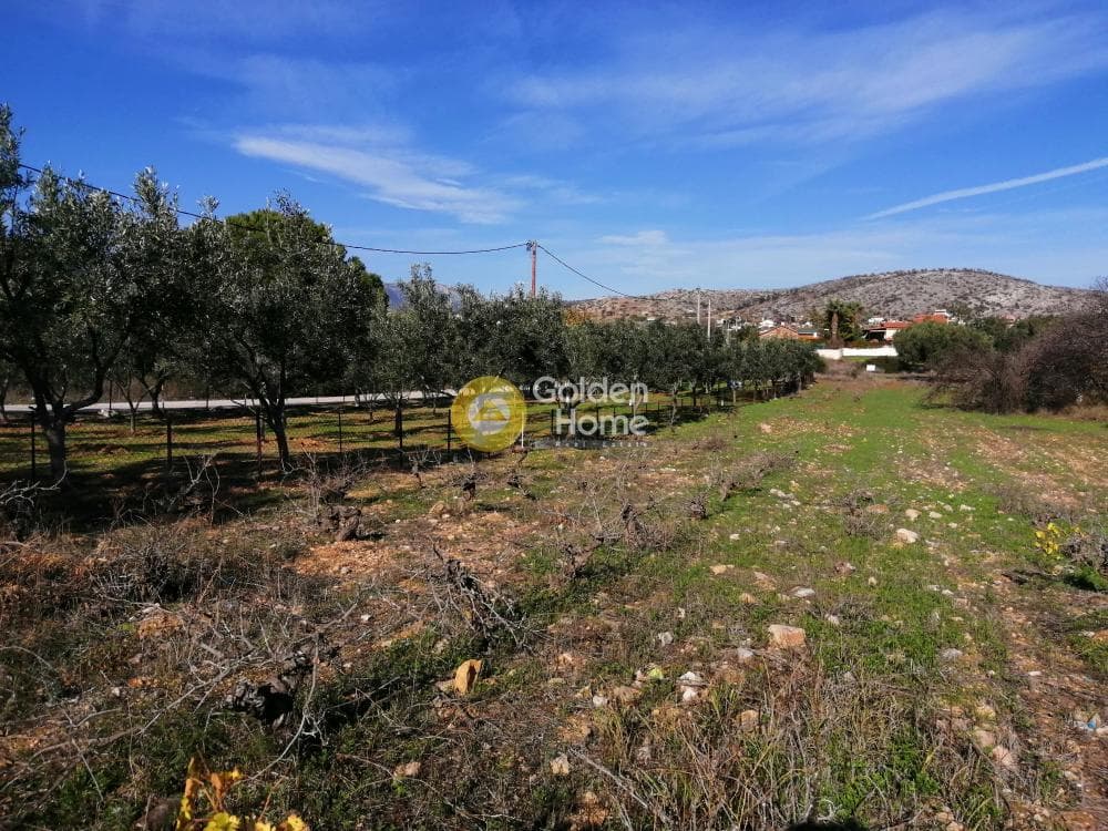 Parcel in Lamprika, Koropi — Photo 6 of 6