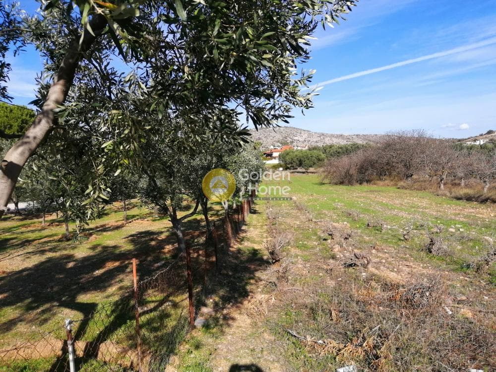 Parcel in Lamprika, Koropi — Photo 5 of 6