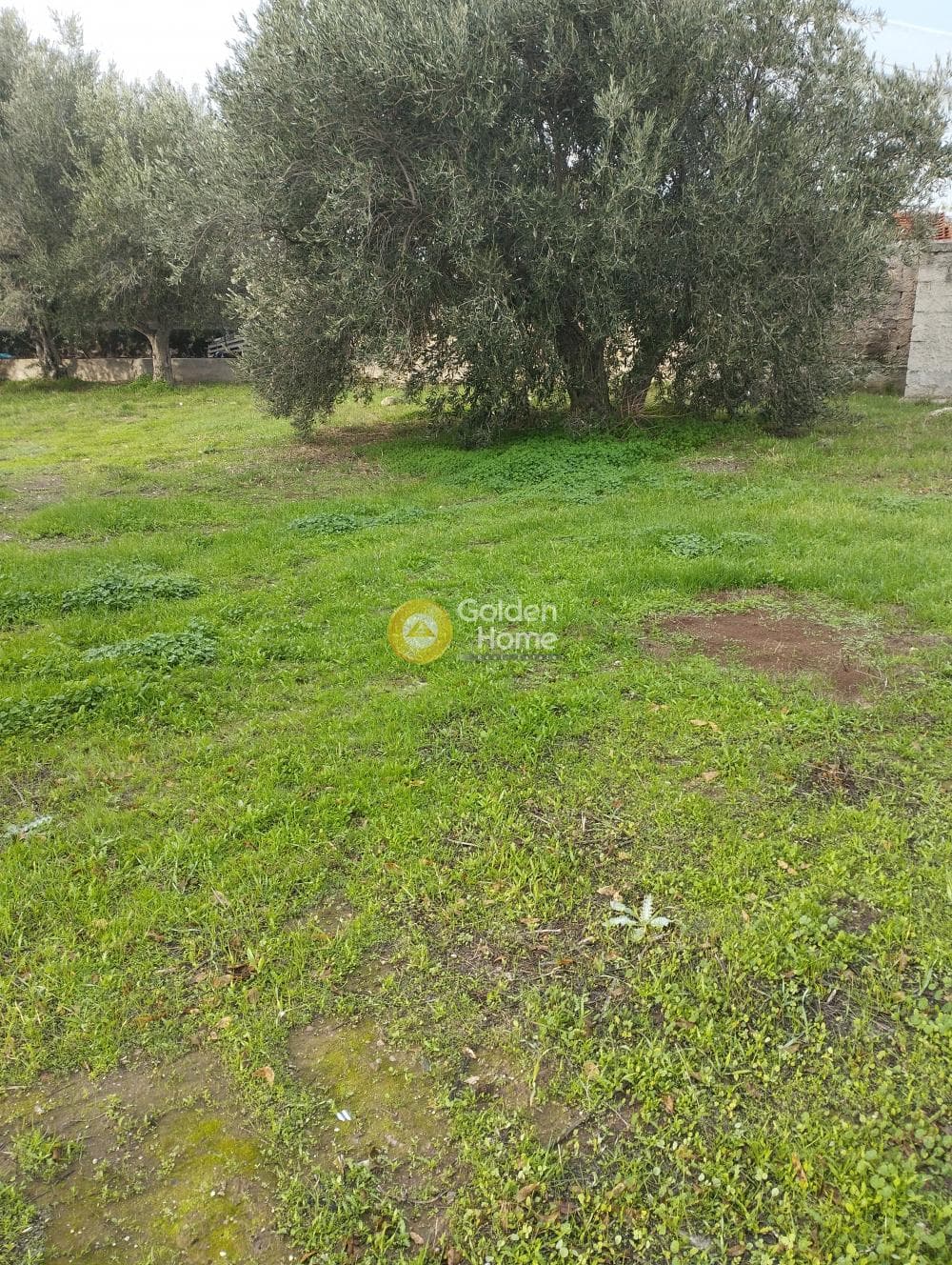 Οικόπεδο στην Ελαιώνας, Ανάβυσσος — Φωτογραφία 2 από 2