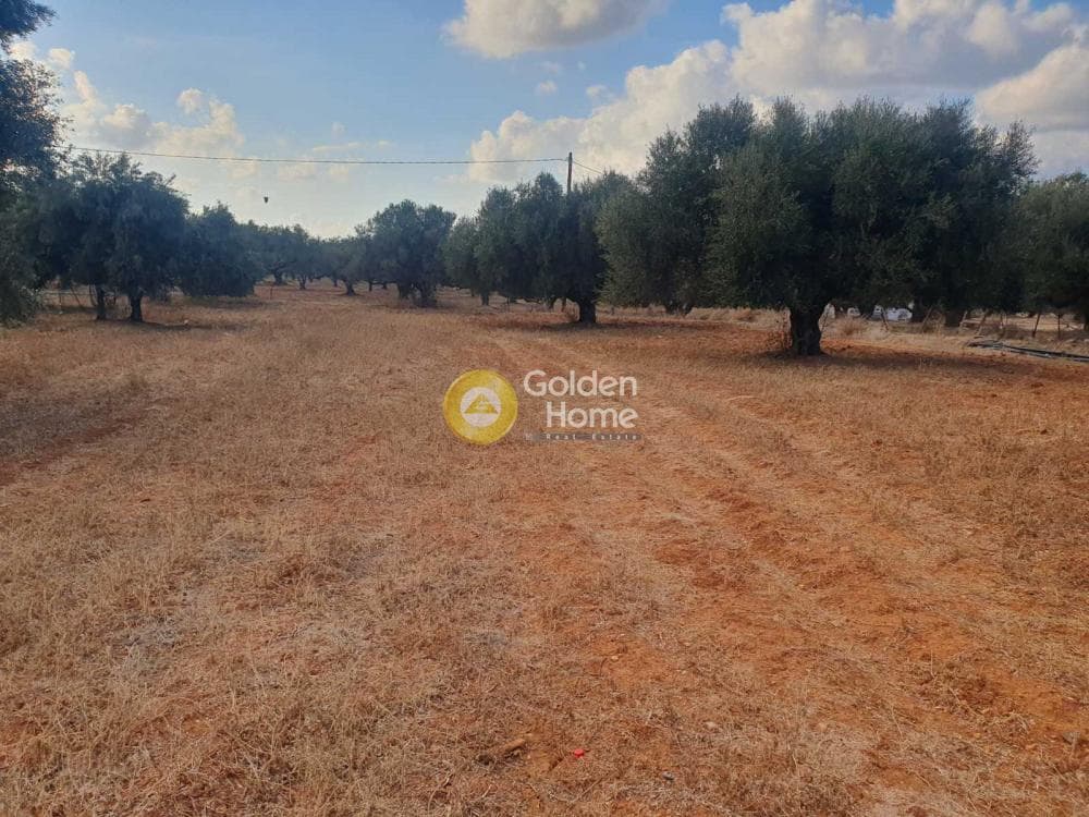 Αγροτεμάχιο στην Κάτω Γούβες, Γούβες — Φωτογραφία 2 από 2