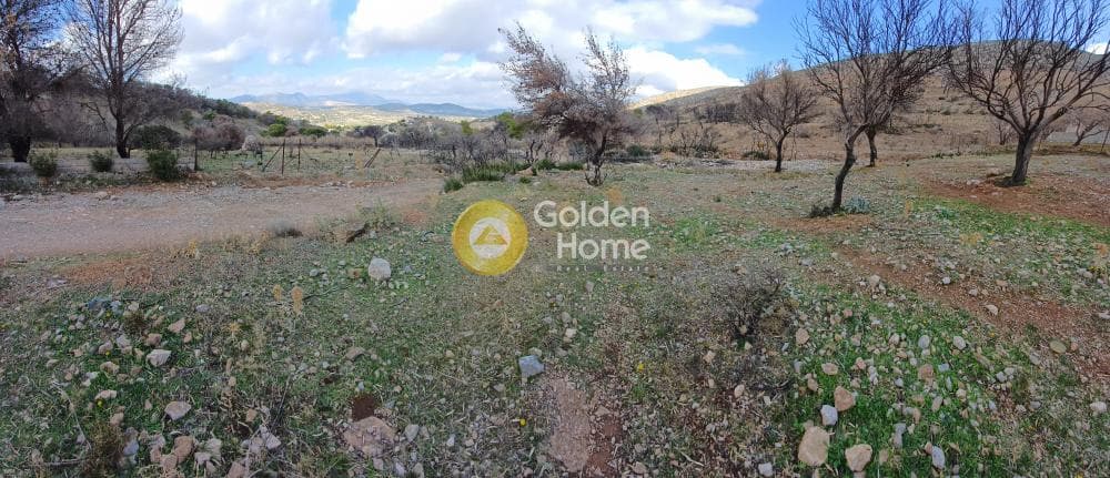 Parcel in Kalivia, Kalivia Thorikou — Photo 9 of 10