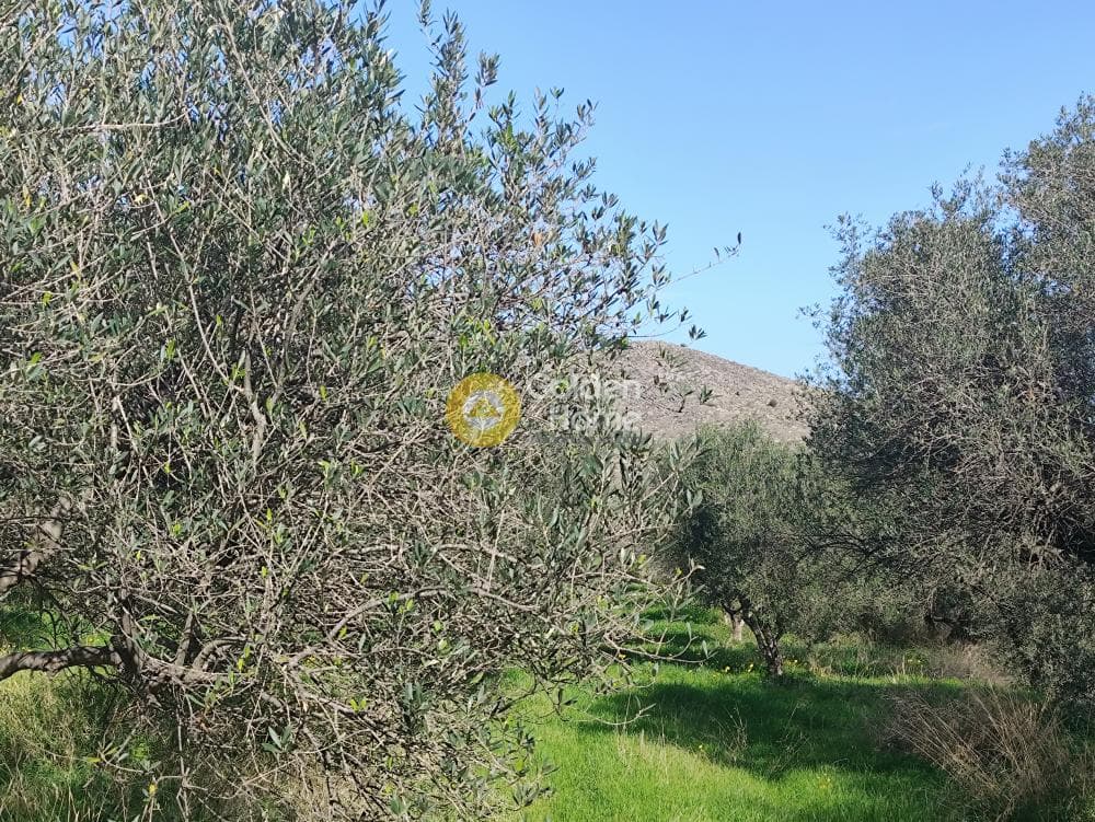 Building Plot in Elia, Episkopi — Photo 3 of 3