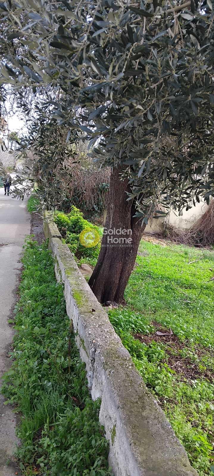 Αγροτεμάχιο στην Κέντρο, Γέρακας — Φωτογραφία 5 από 6