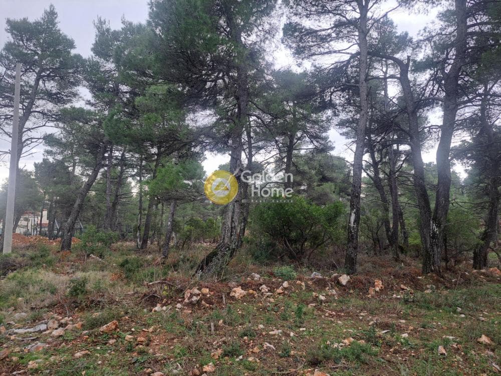 Οικόπεδο στην Αυγή, Αφίδνες