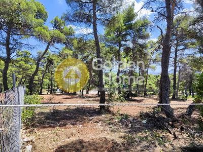 Οικόπεδο στην Αγία Τριάδα, Αφίδνες — Φωτογραφία 4 από 13