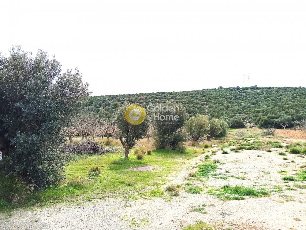 Αγροτεμάχιο στην Λαμπρικά, Κορωπί — Φωτογραφία 2 από 8