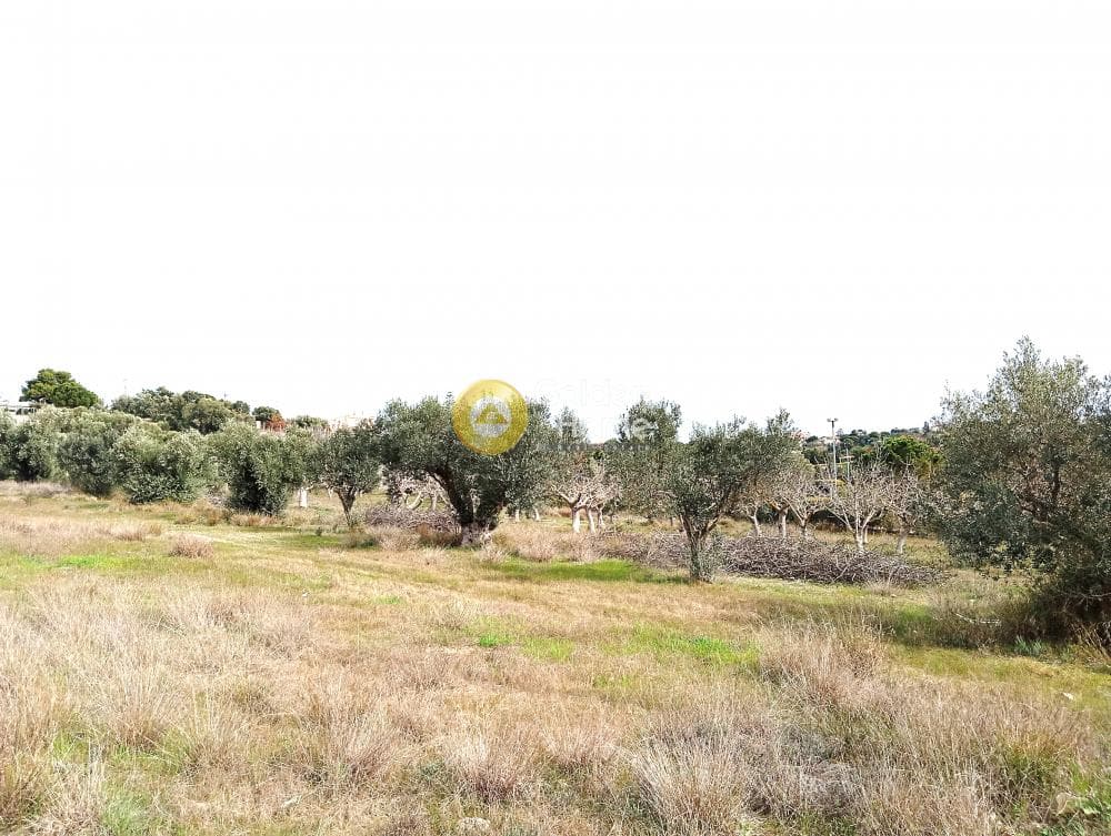 Αγροτεμάχιο στην Λαμπρικά, Κορωπί — Φωτογραφία 6 από 8