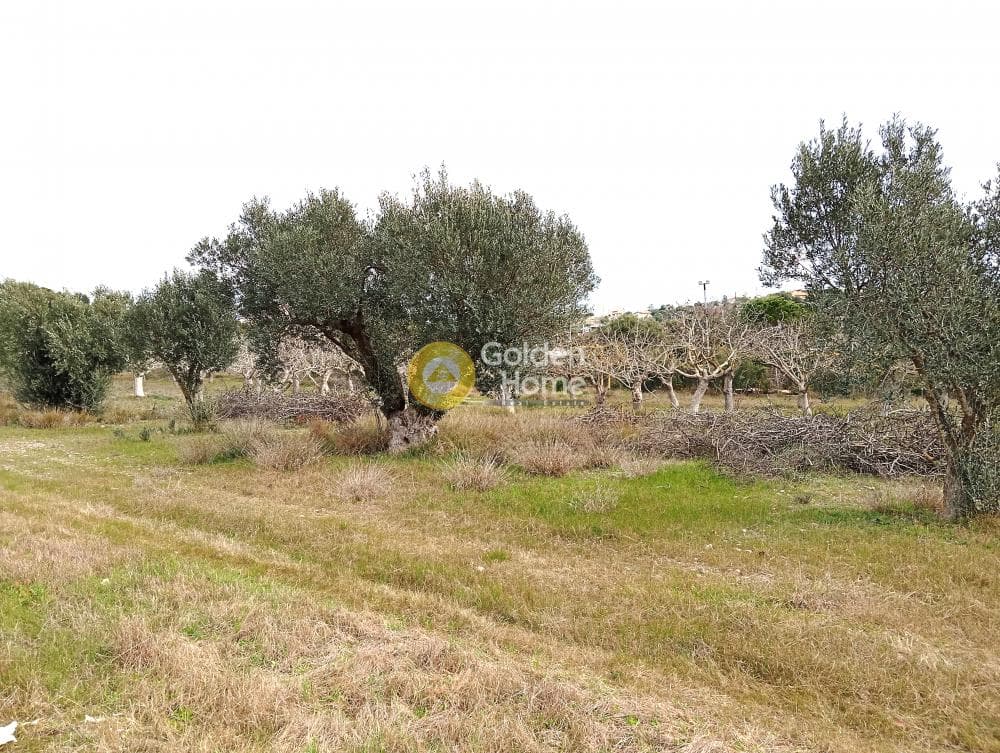 Αγροτεμάχιο στην Λαμπρικά, Κορωπί — Φωτογραφία 5 από 8