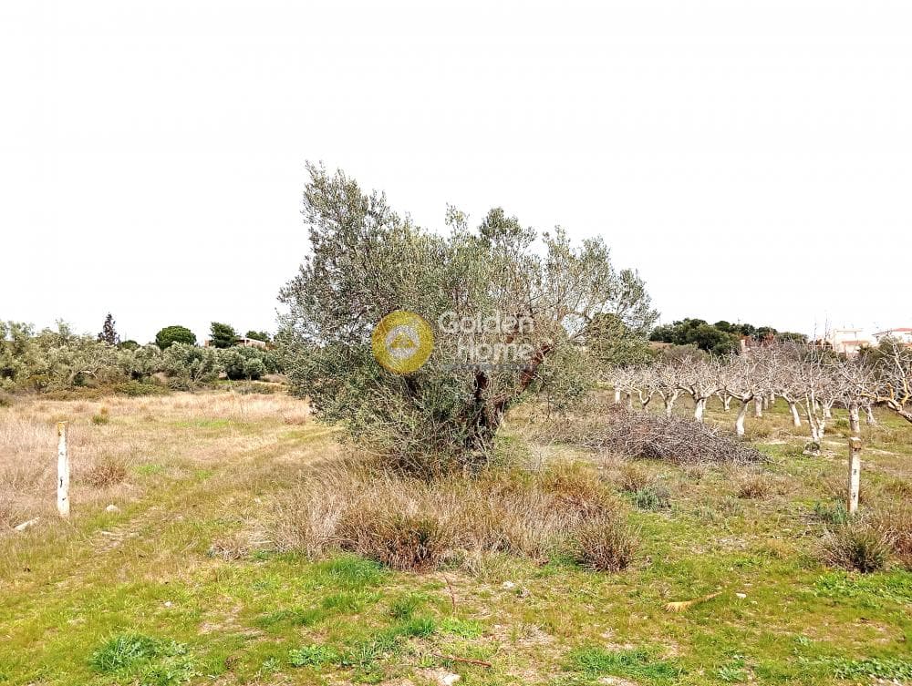 Αγροτεμάχιο στην Λαμπρικά, Κορωπί — Φωτογραφία 8 από 8