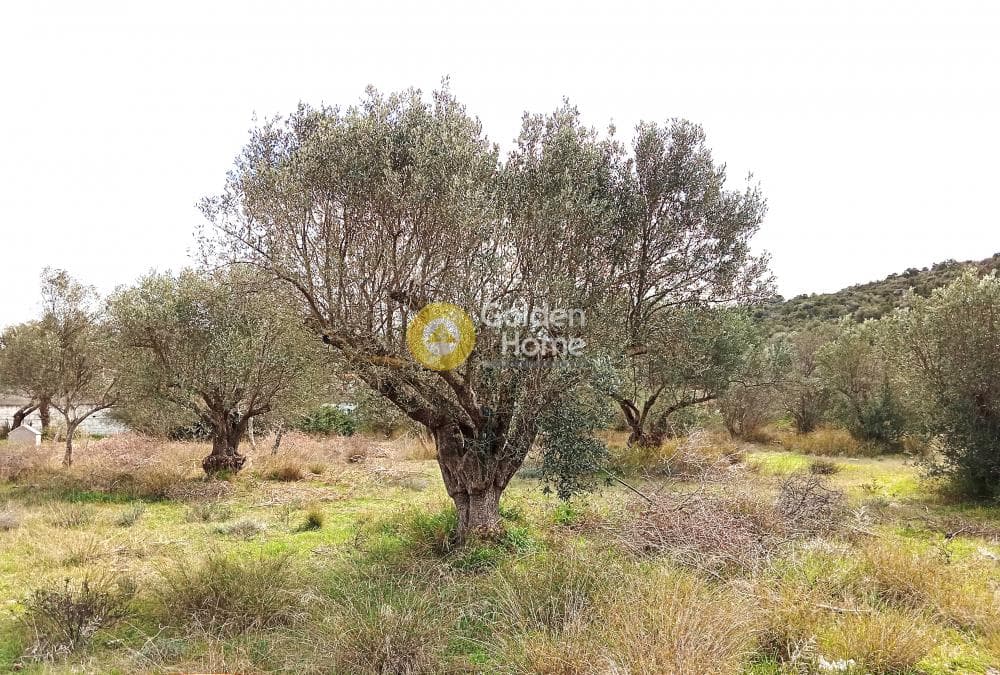 Αγροτεμάχιο στην Λαμπρικά, Κορωπί — Φωτογραφία 7 από 8